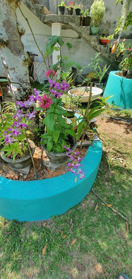 Jilan Homestay Bentota Exterior foto